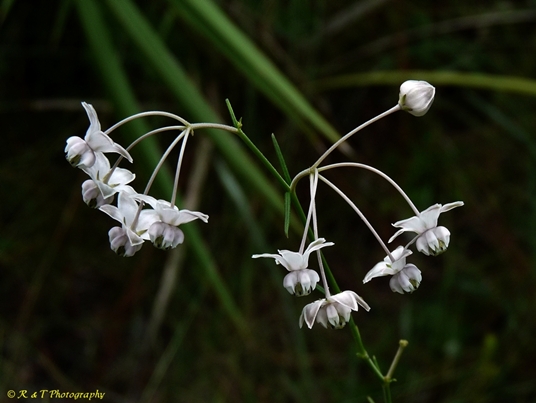 {Asclepias cinerea}